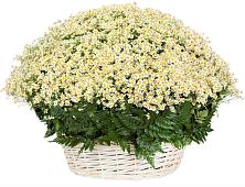 Цветочная композиция из Ромашки в корзине #REPLACE_PRED# Шведино